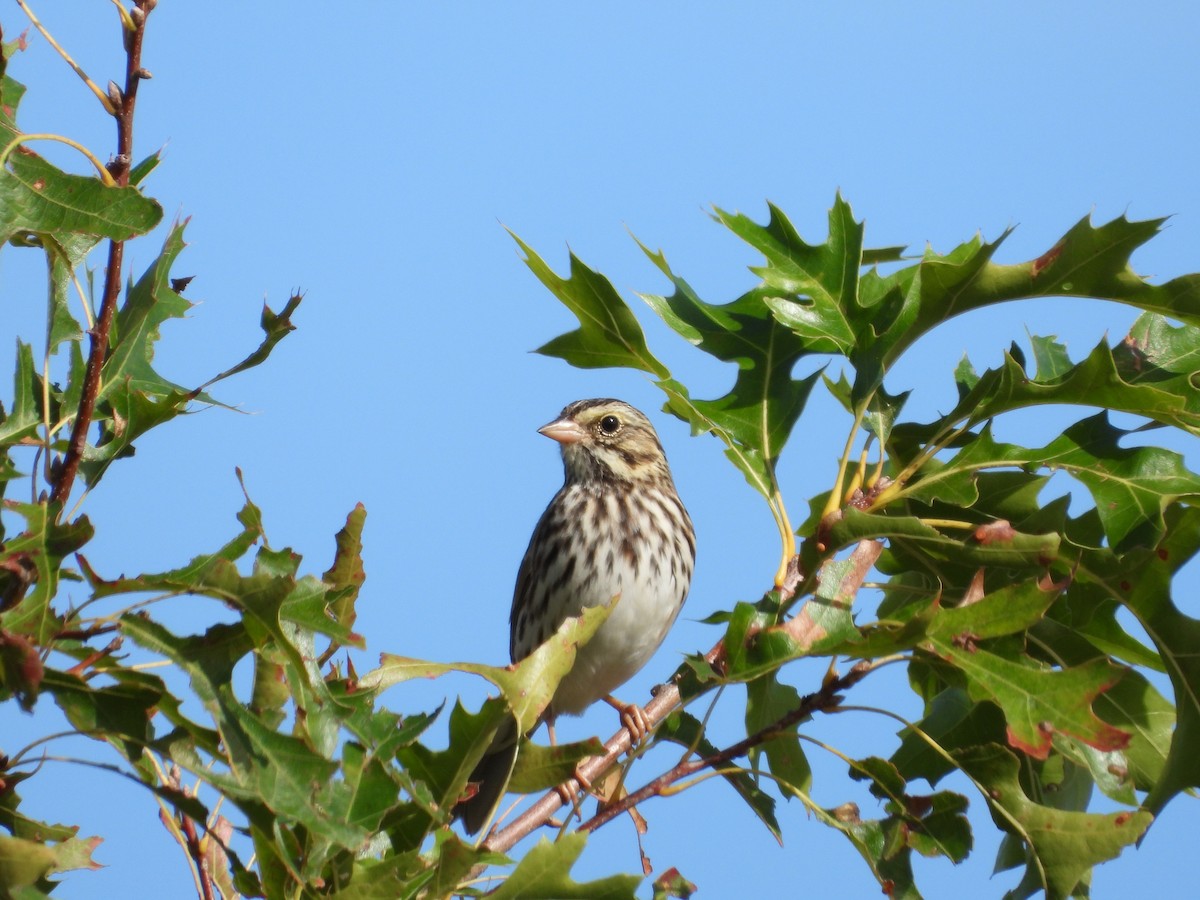 Savannah Sparrow - ML643051567