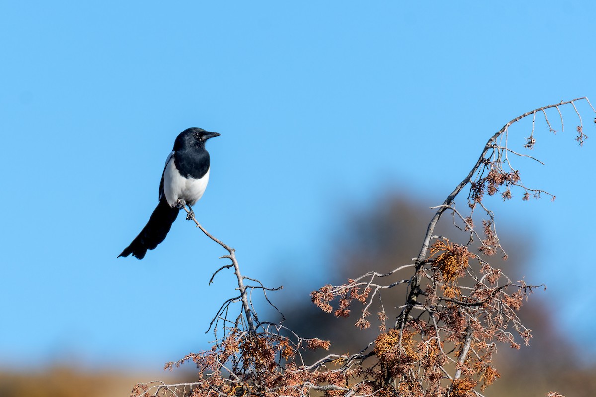 Eurasian Magpie - Doğan Erhan Ersoy