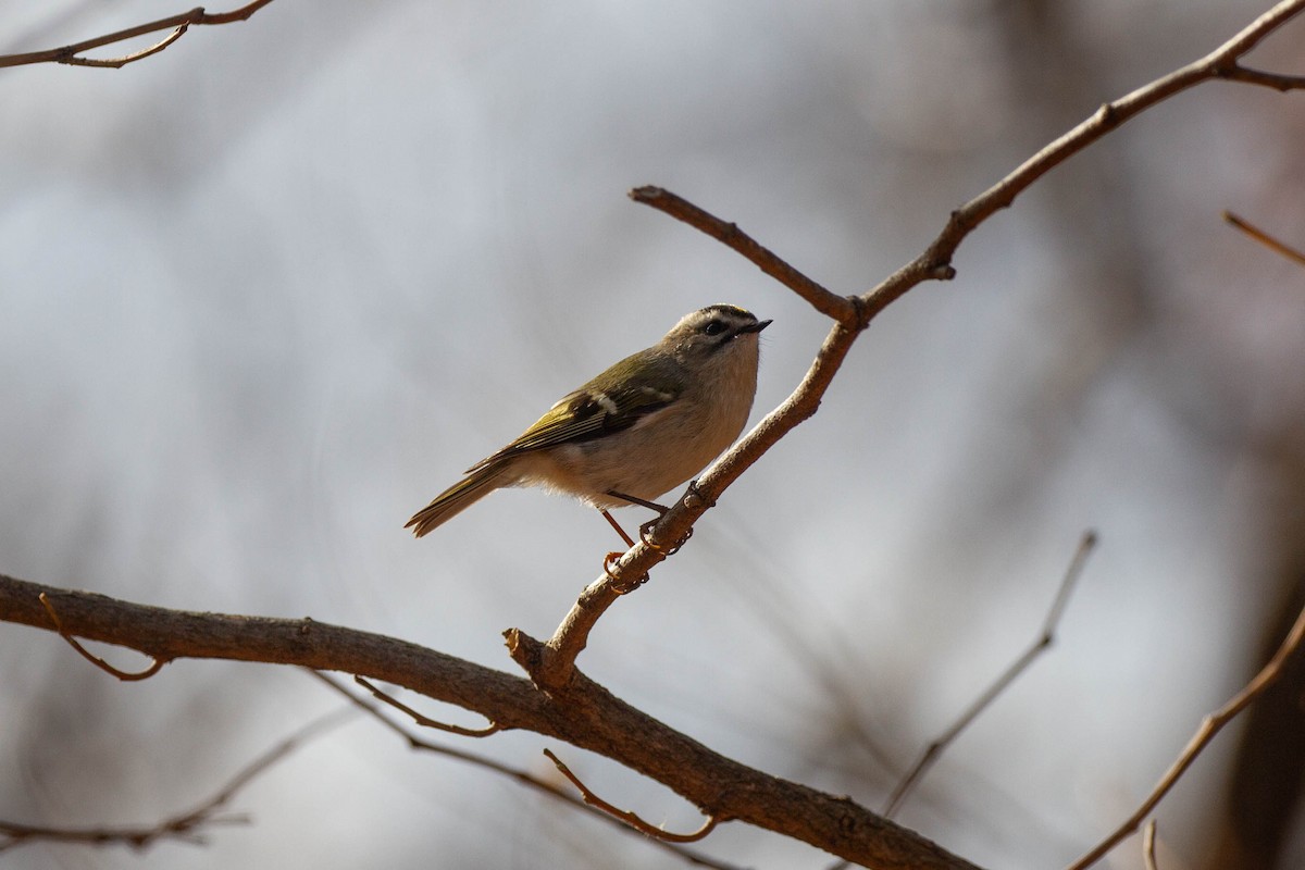 Golden-crowned Kinglet - Griffin O'Sullivan