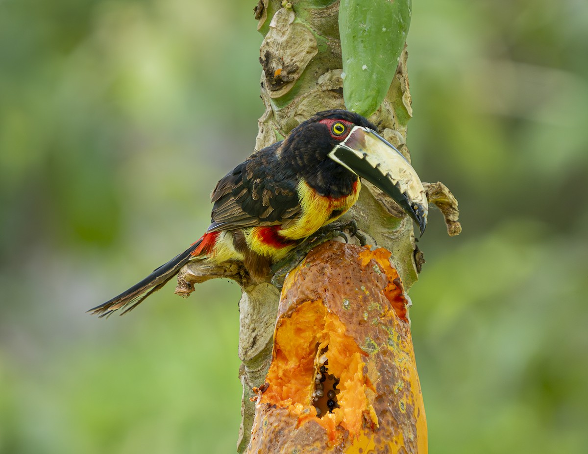 Collared Aracari - ML643051571