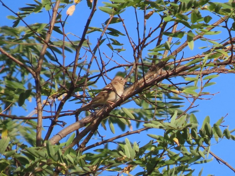 Field Sparrow - ML643051577