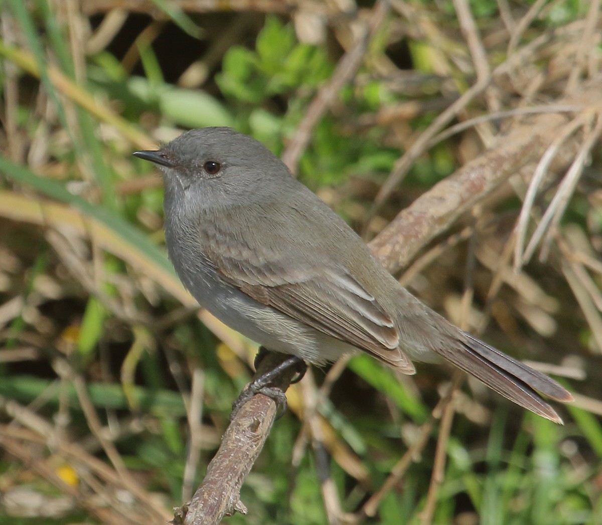 Sooty Tyrannulet - ML643051587