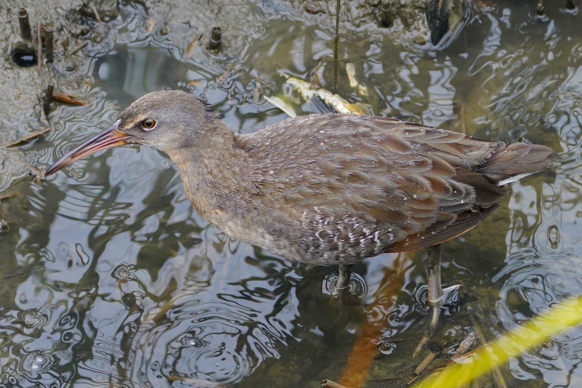 Clapper Rail - ML643051588