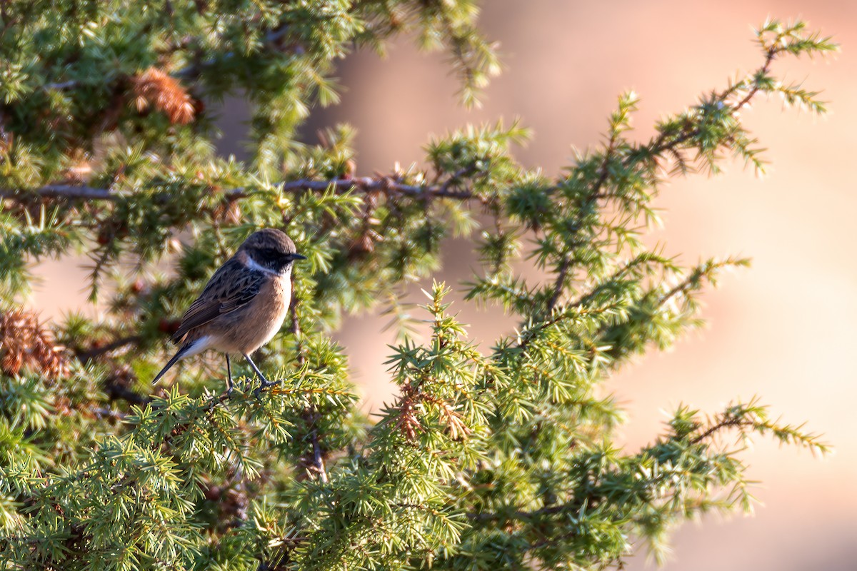 European Stonechat - ML643051590