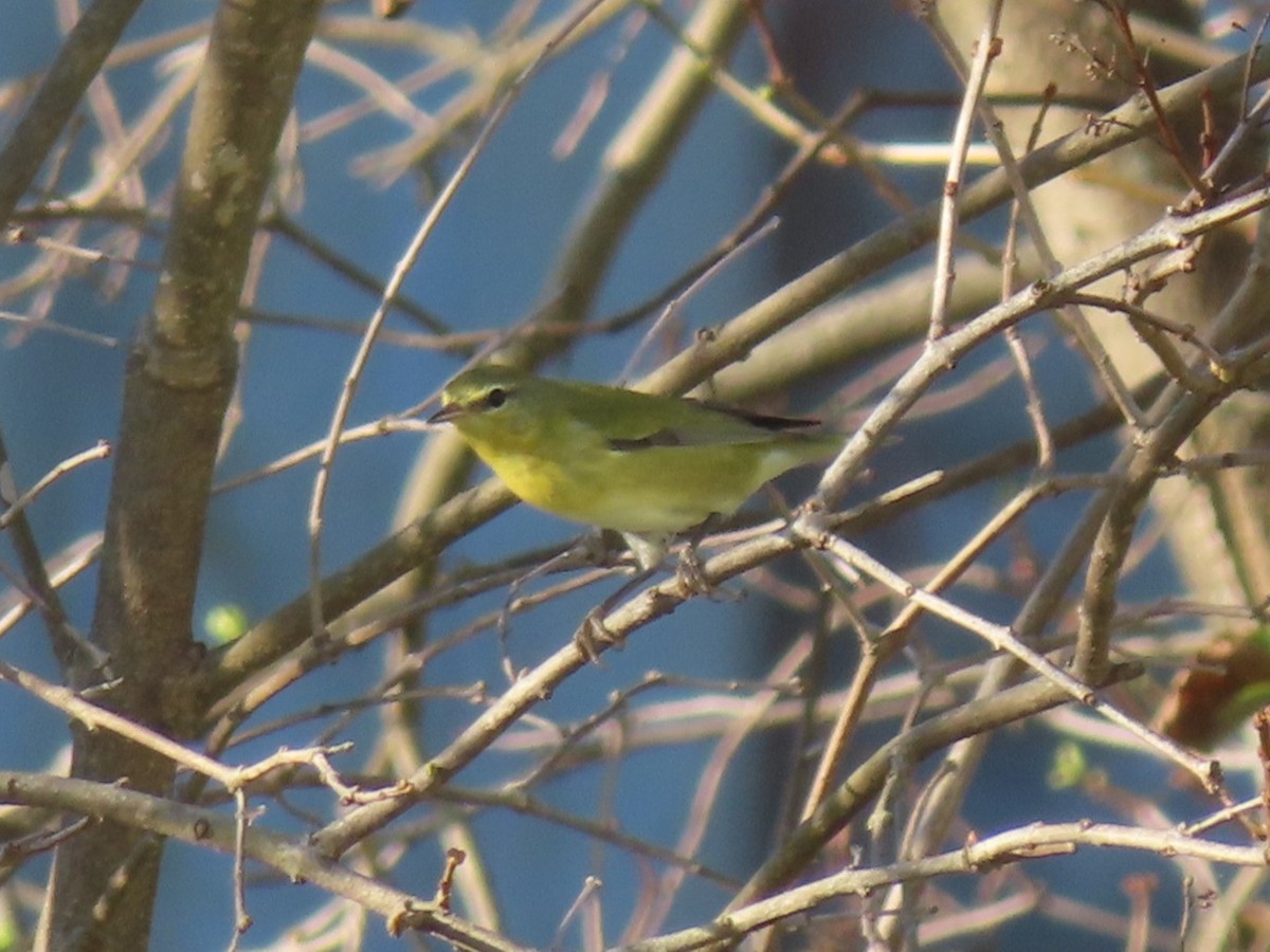 Tennessee Warbler - ML643051592