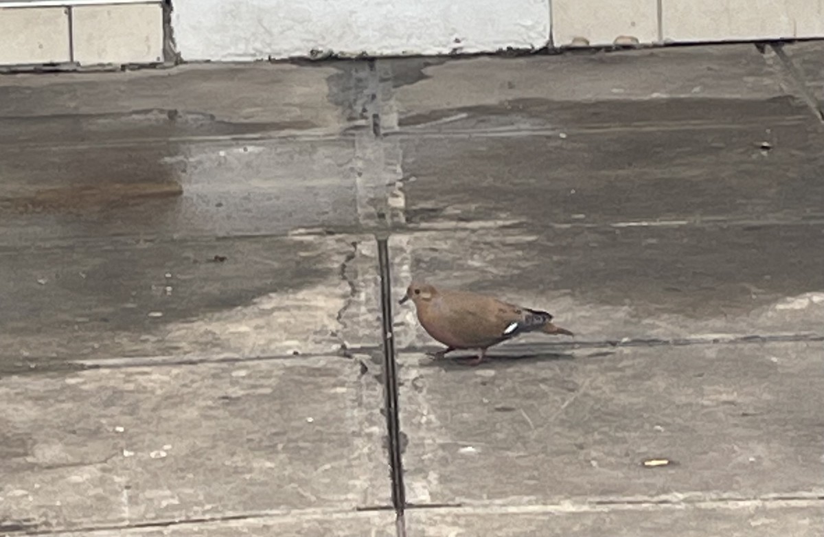 Zenaida Dove - ML643051598