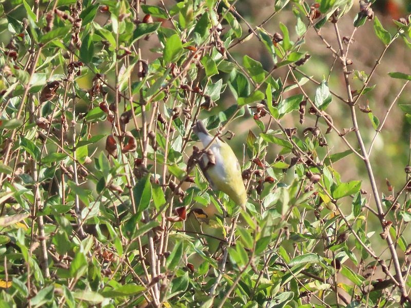 Tennessee Warbler - ML643051600