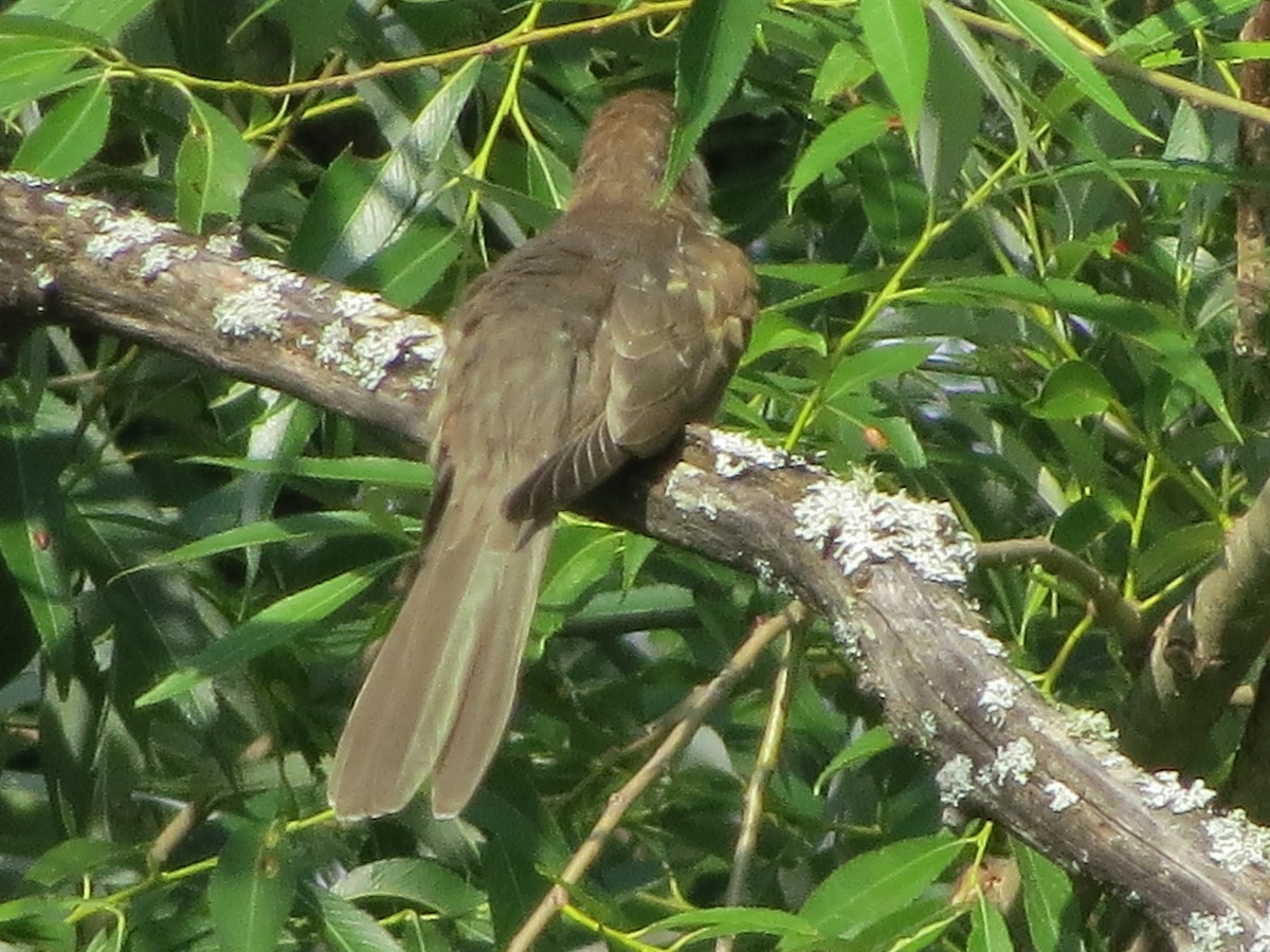 Black-billed Cuckoo - Kathy Duret