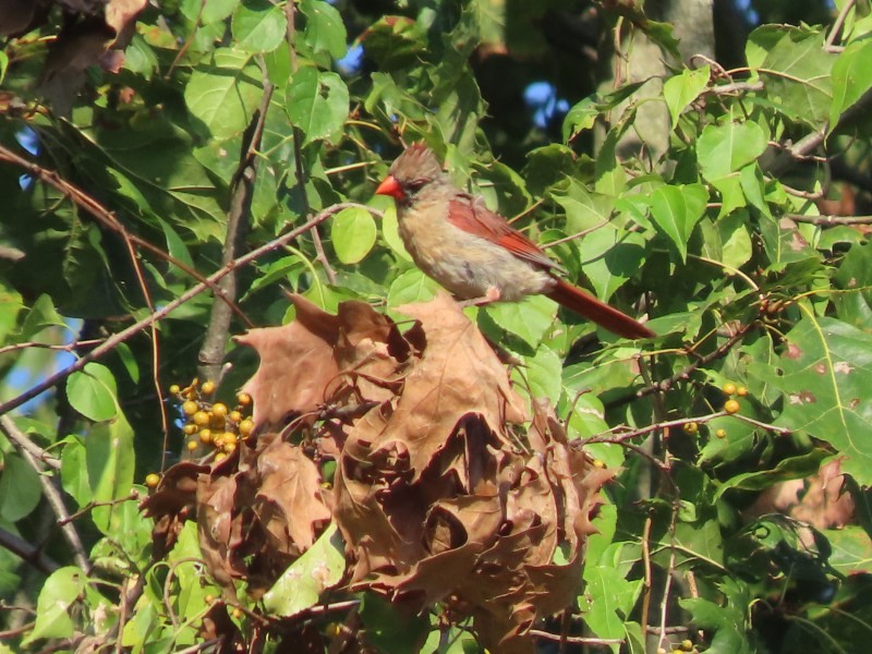 Northern Cardinal - ML643051613