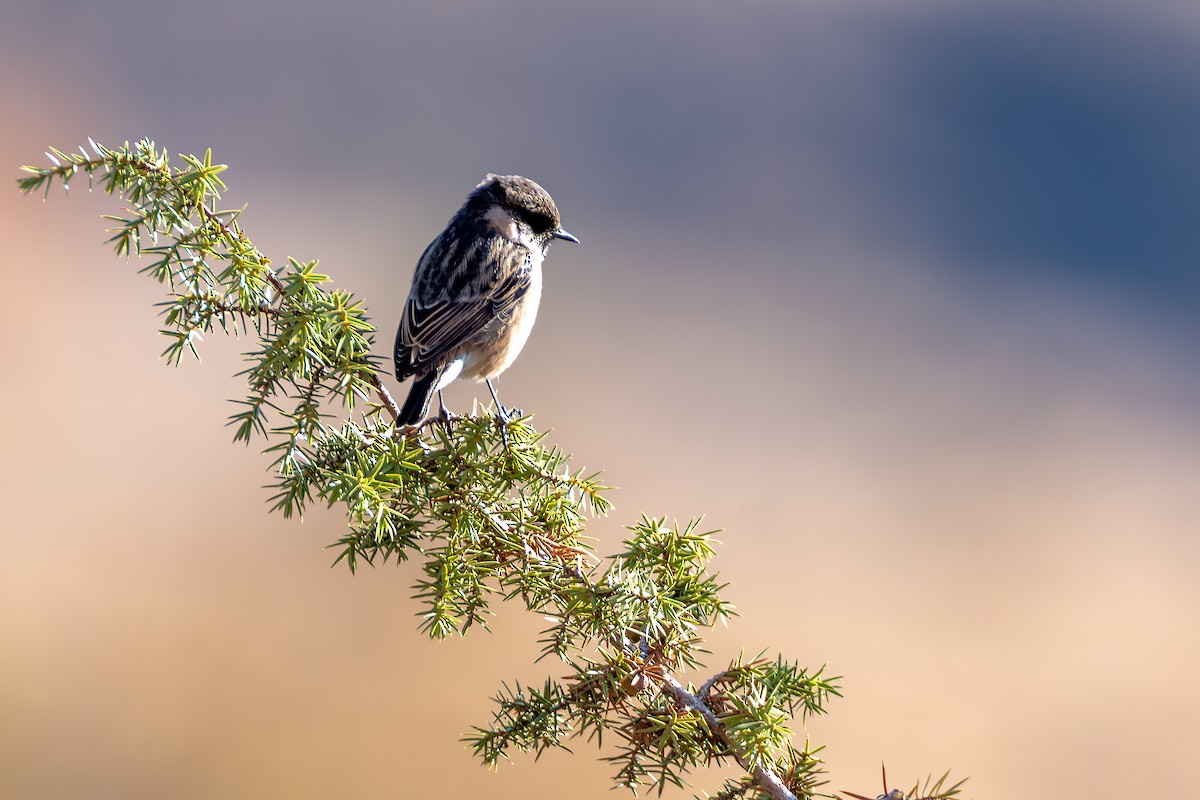 European Stonechat - ML643051614