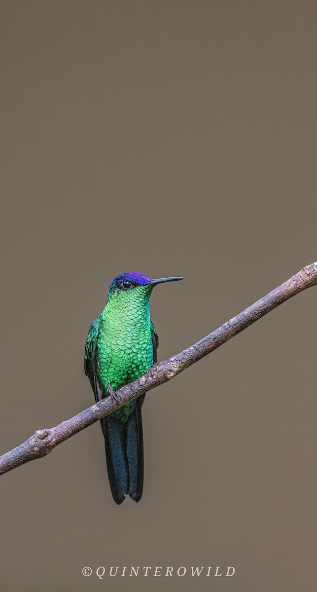 Violet-capped Woodnymph - ML643051621