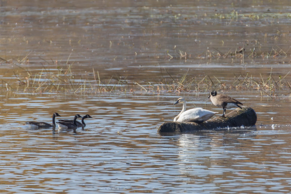 Trumpeter Swan - ML643051629