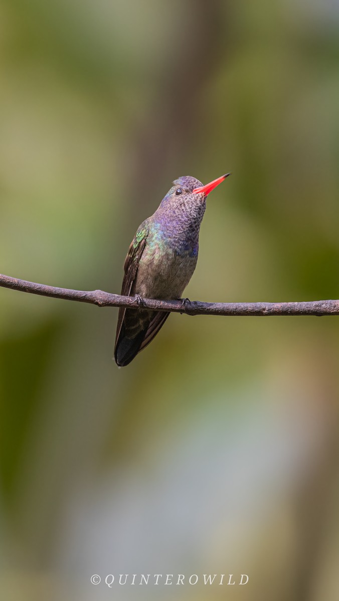 White-chinned Sapphire - ML643051631