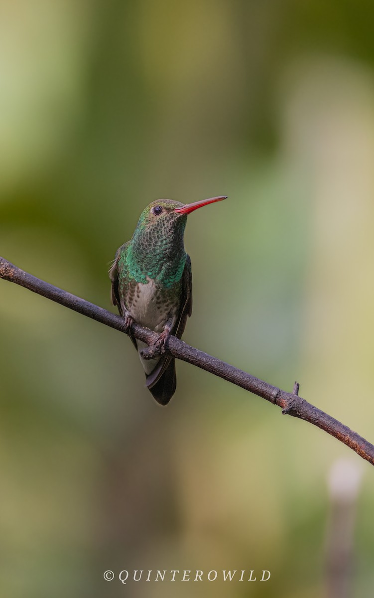 Glittering-throated Emerald - ML643051635