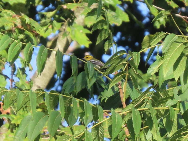 Black-throated Green Warbler - ML643051642