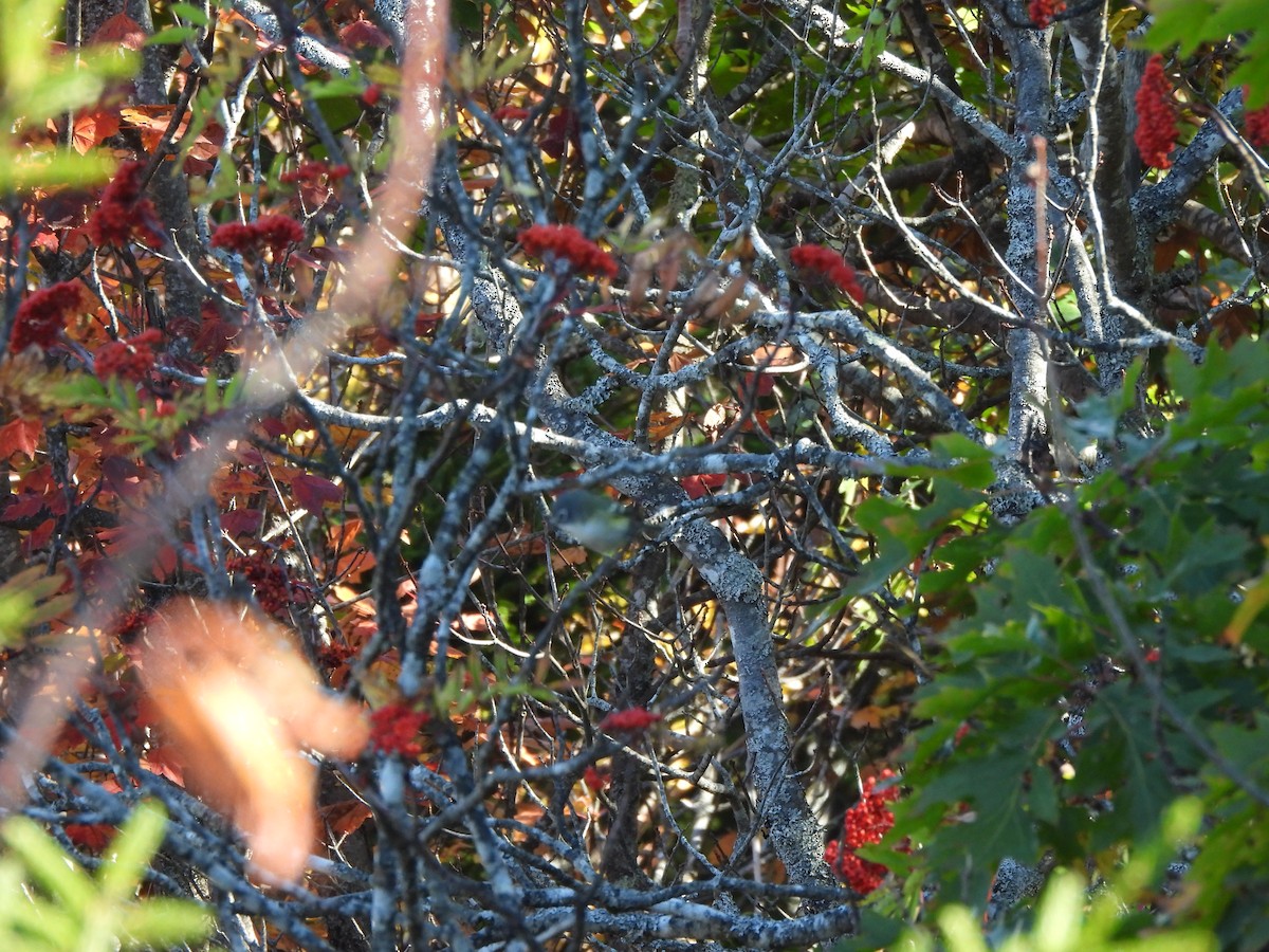 Blue-headed Vireo - ML643051649