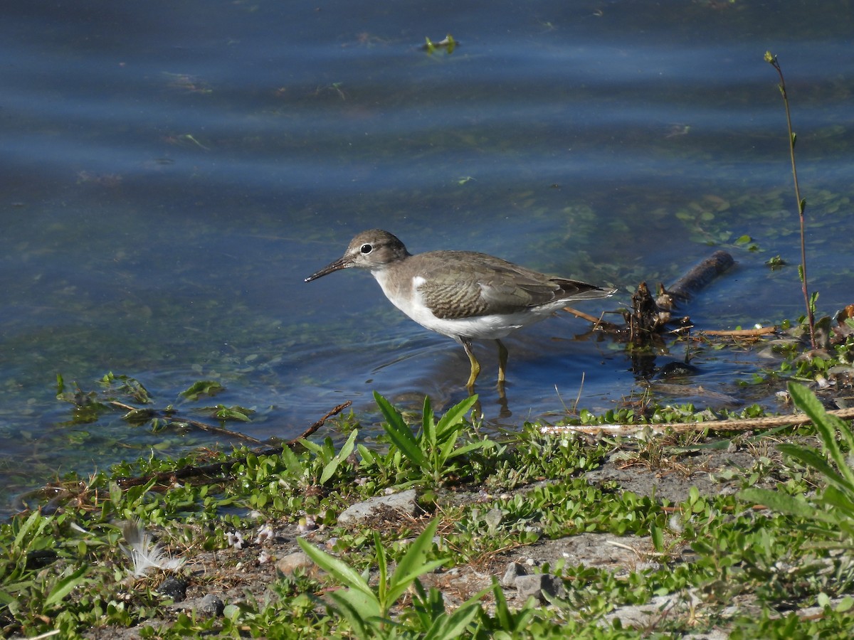 Spotted Sandpiper - ML643051655