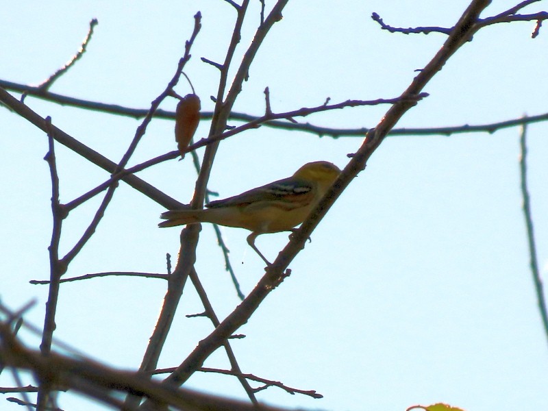 Blackburnian Warbler - ML643051710