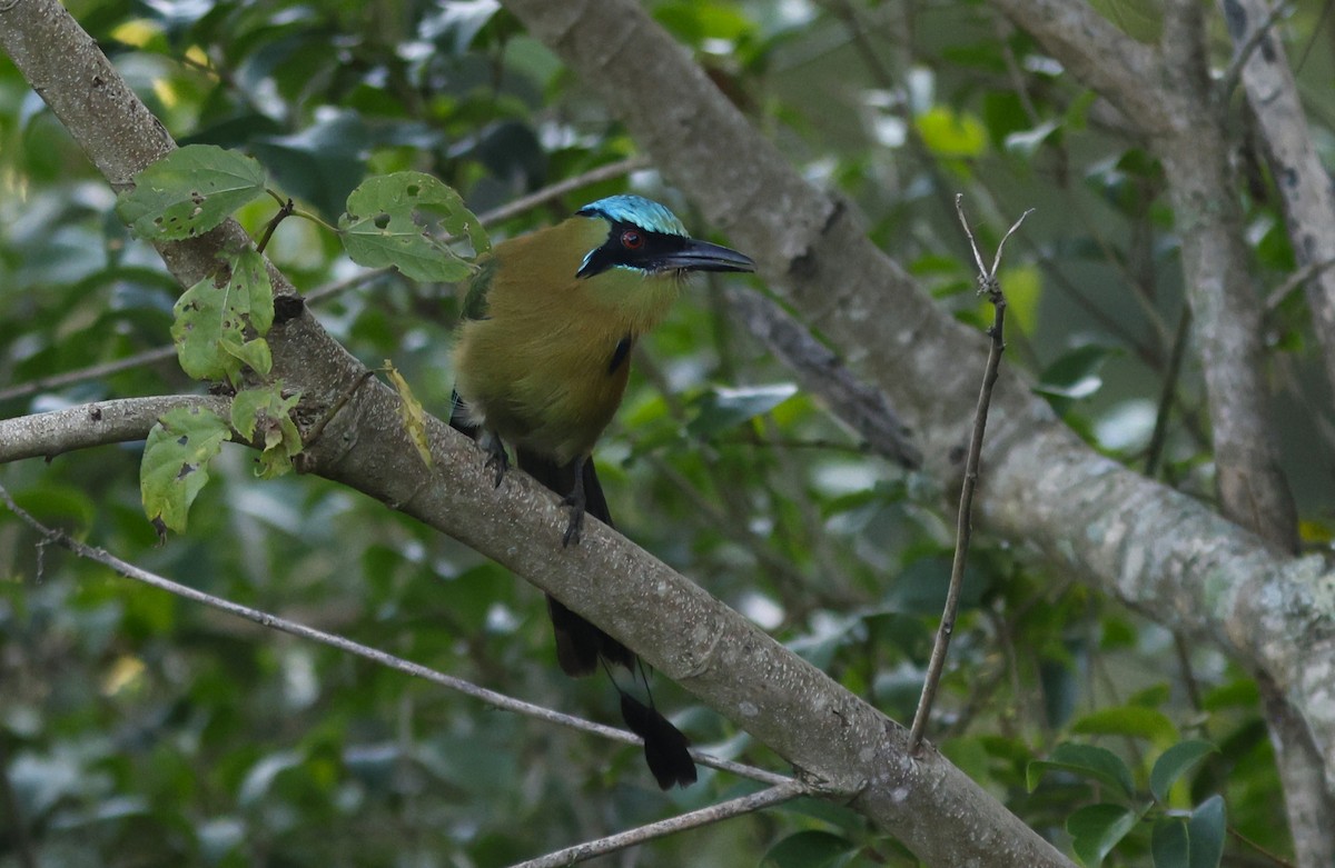 Momoto Capiazul - ML643051723