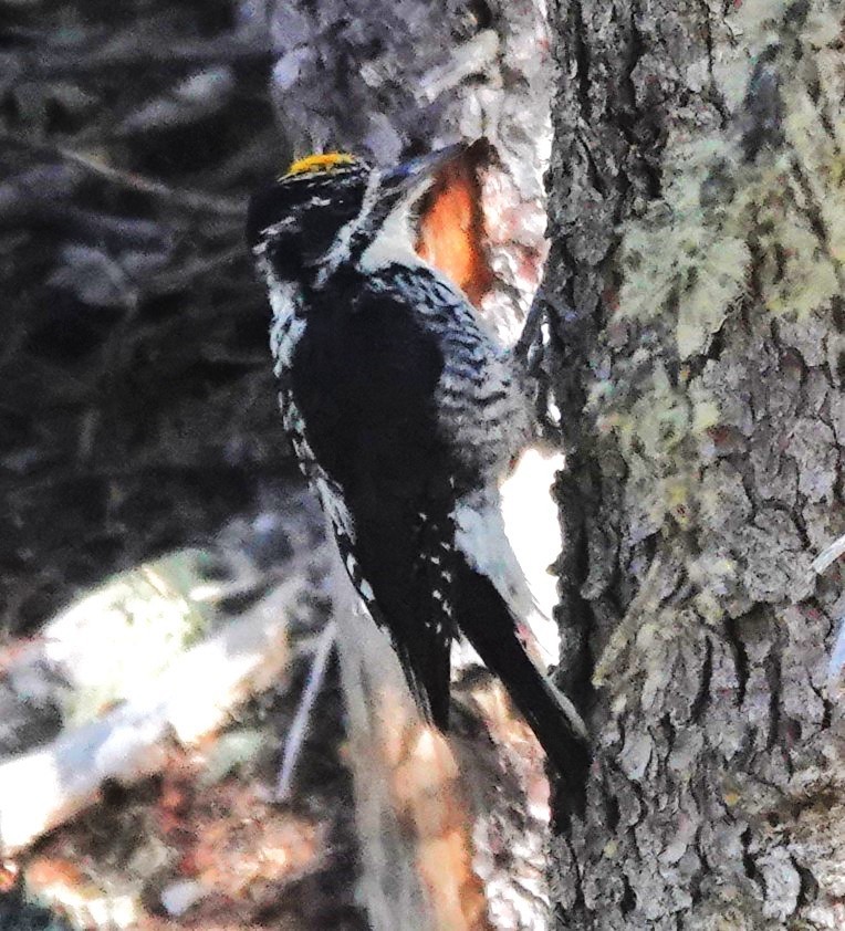 American Three-toed Woodpecker - ML643051736