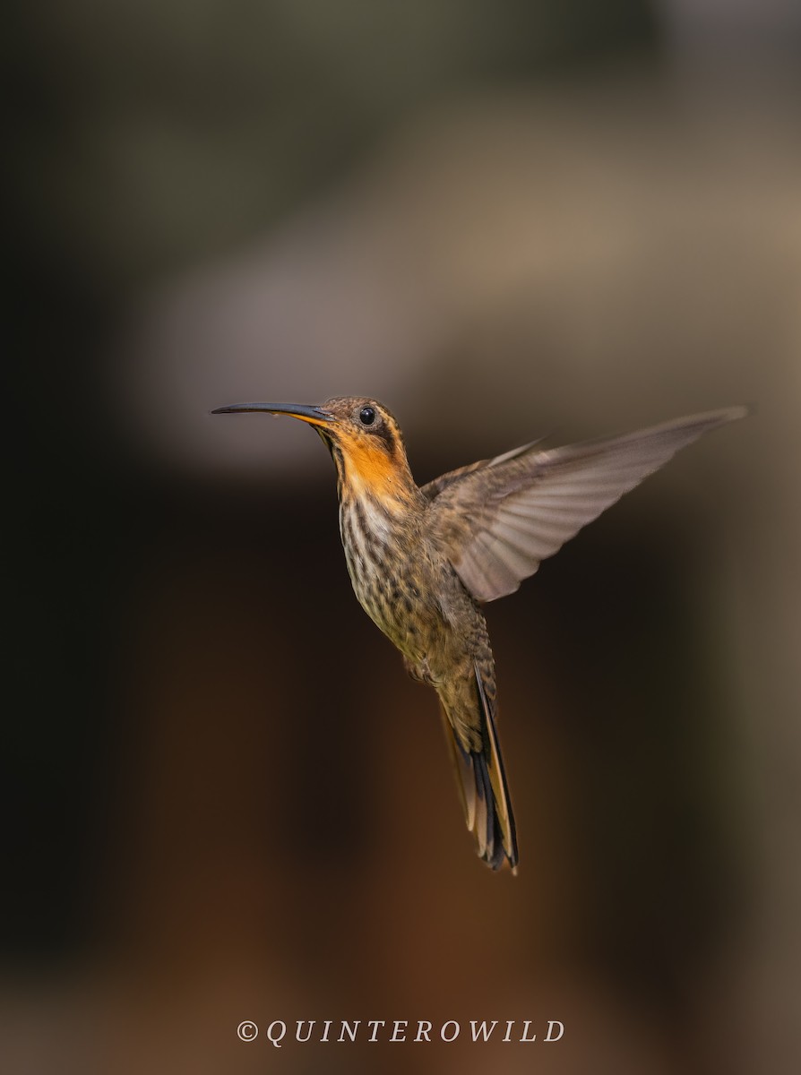 Saw-billed Hermit - ML643051742