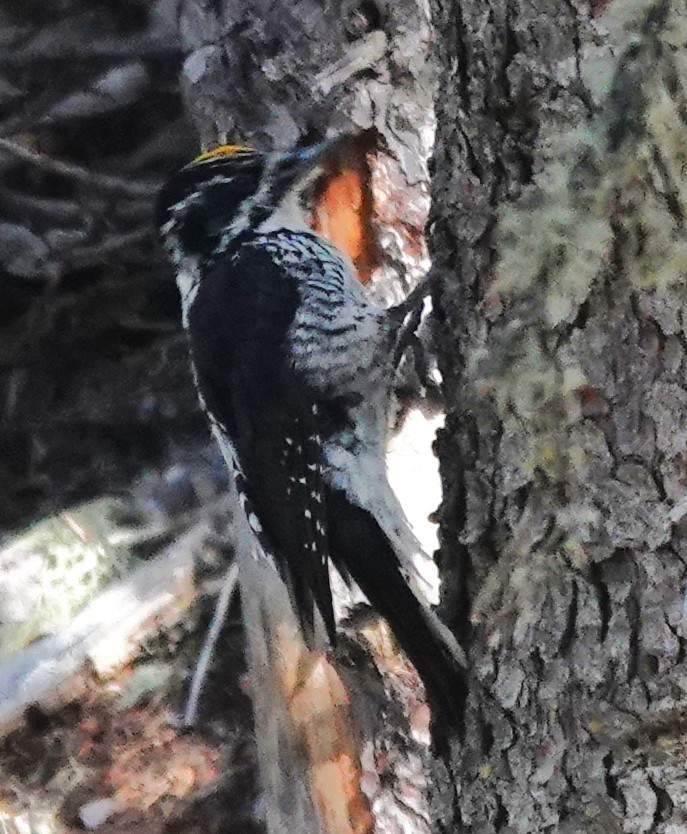 American Three-toed Woodpecker - ML643051743