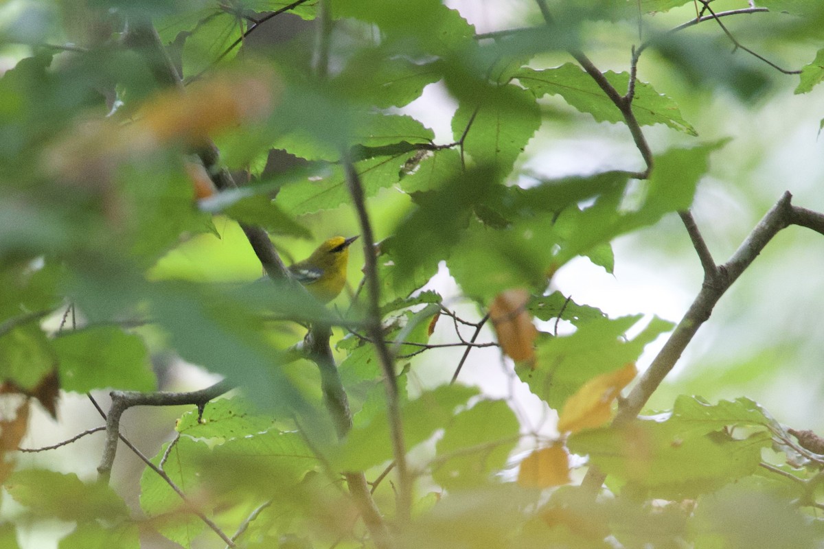 Blue-winged Warbler - ML643051768