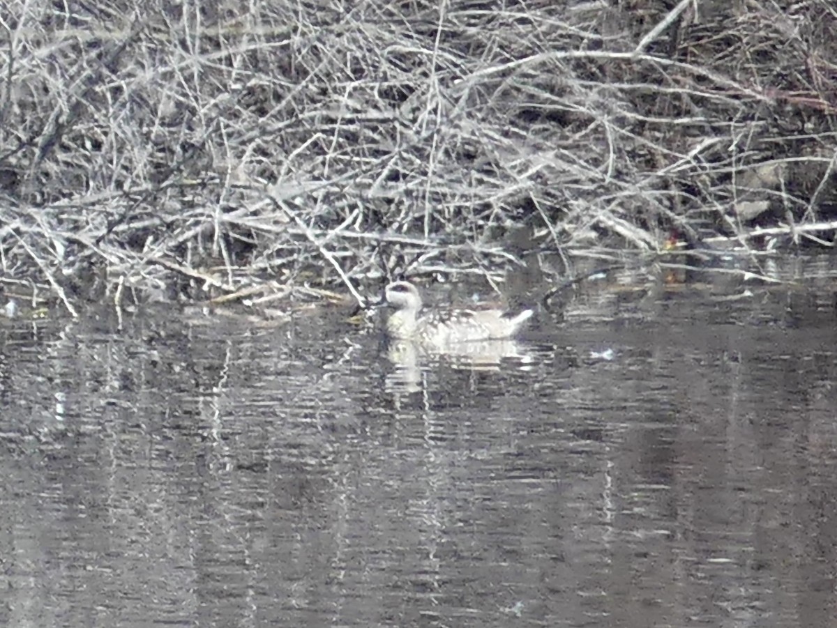 Marbled Duck - ML643051785