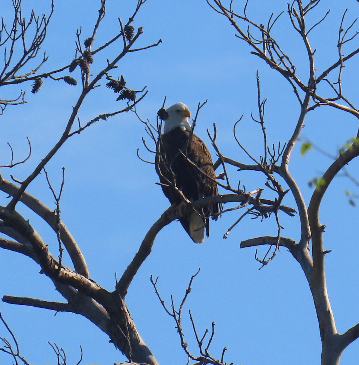 Bald Eagle - ML643051806