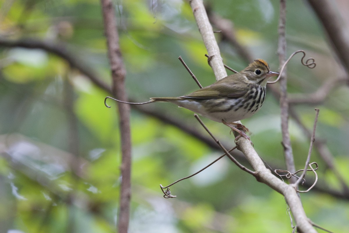 Ovenbird - ML643051807