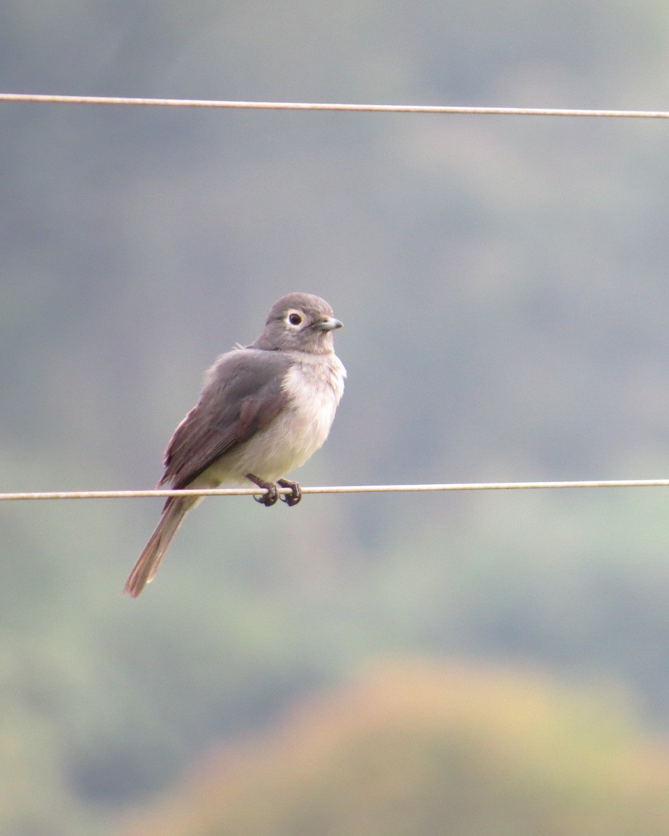 White-eyed Slaty-Flycatcher - ML643051810