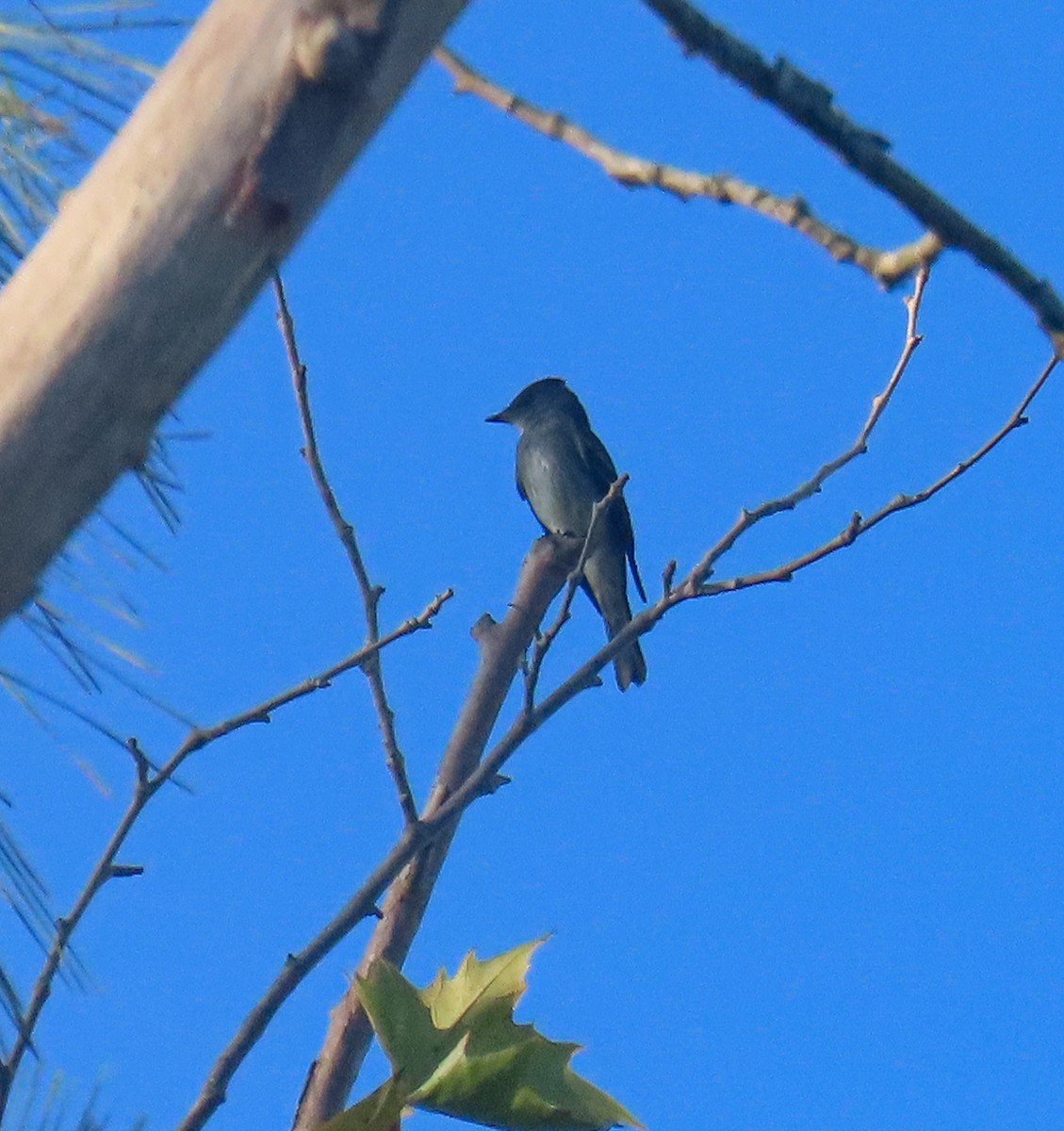 Eastern Wood-Pewee - ML643051811