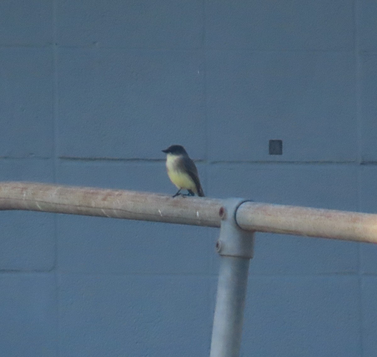 Eastern Phoebe - ML643051813