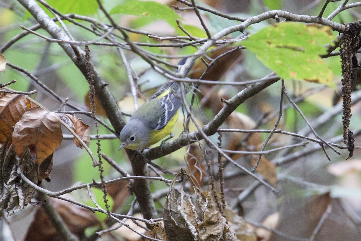 Magnolia Warbler - ML643051816