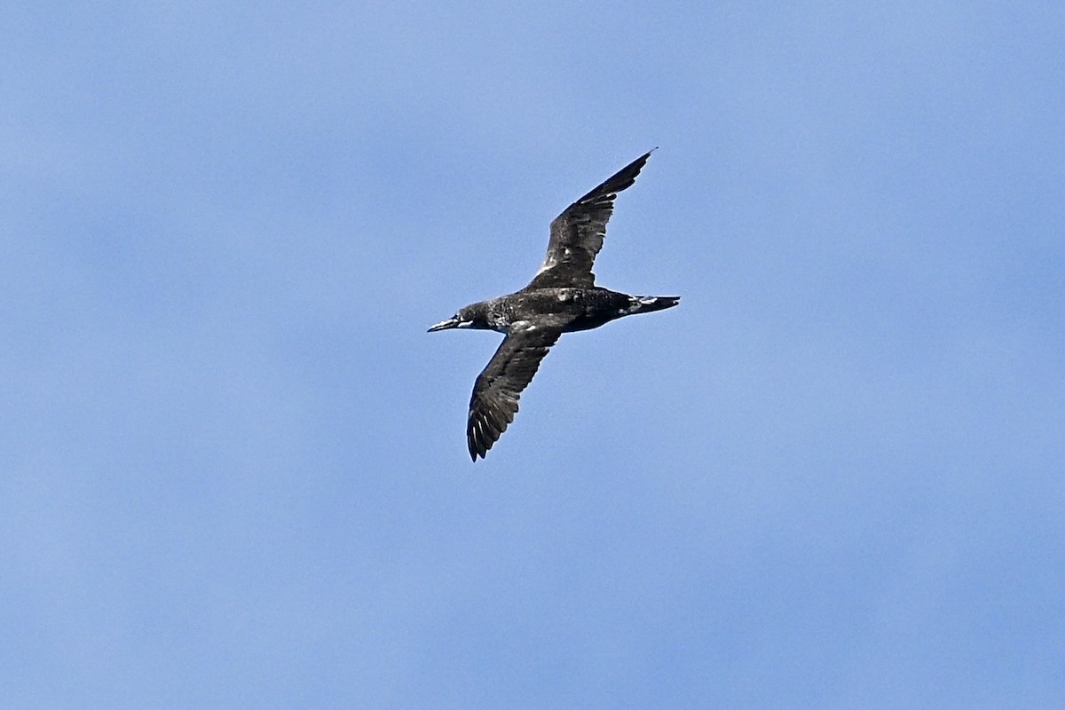 Northern Gannet - ML643051833