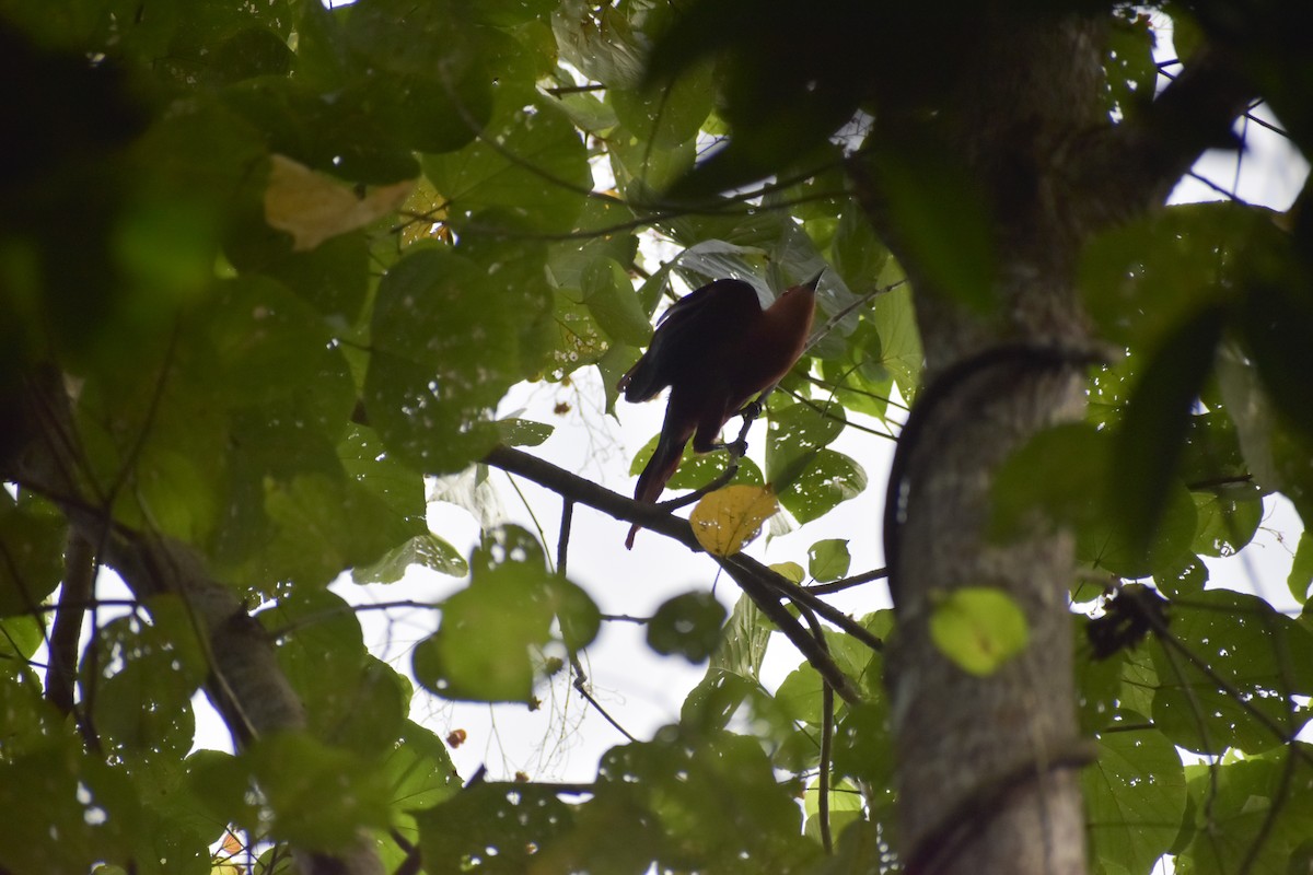 Chestnut-breasted Malkoha - ML643051875