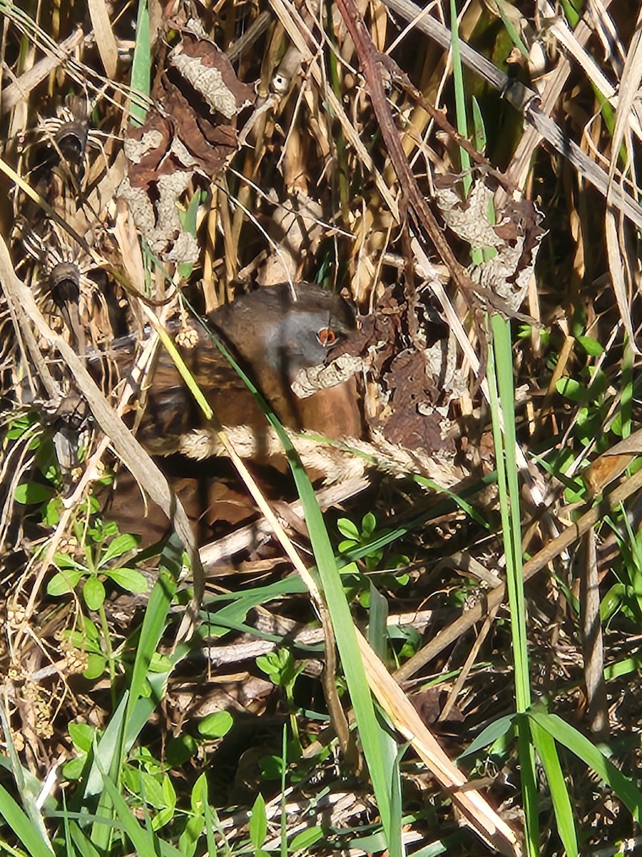 Virginia Rail - ML643051932