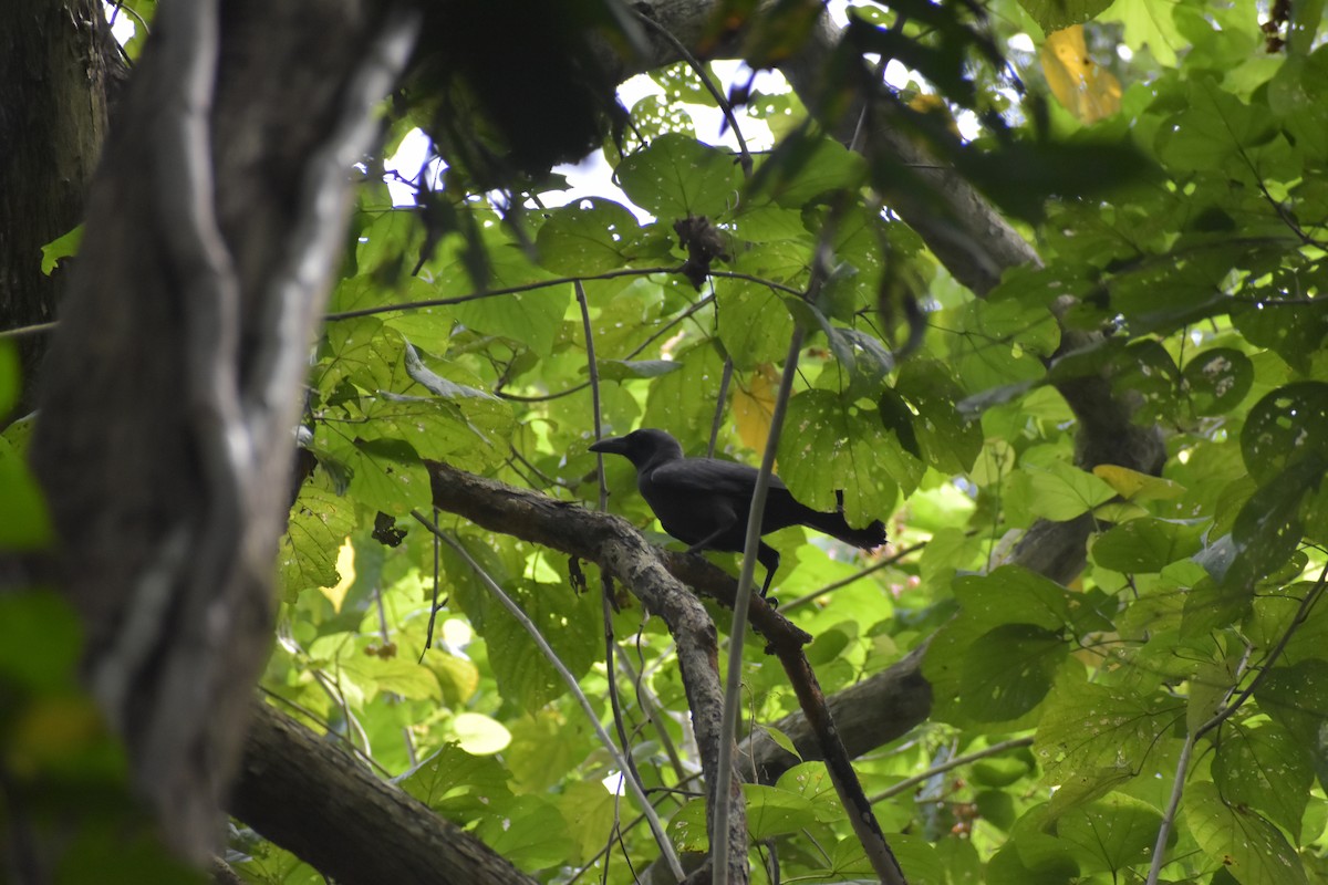 Palawan Crow - ML643051935