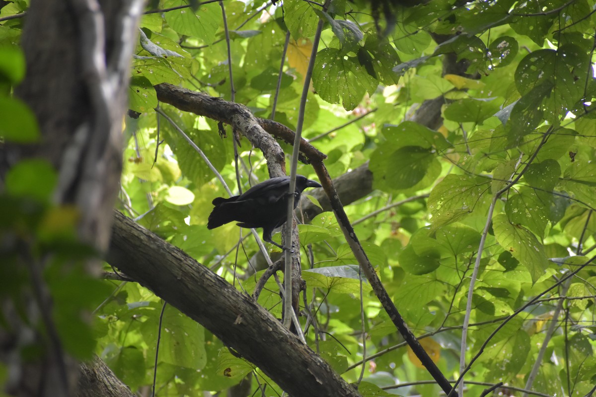 Palawan Crow - ML643051936