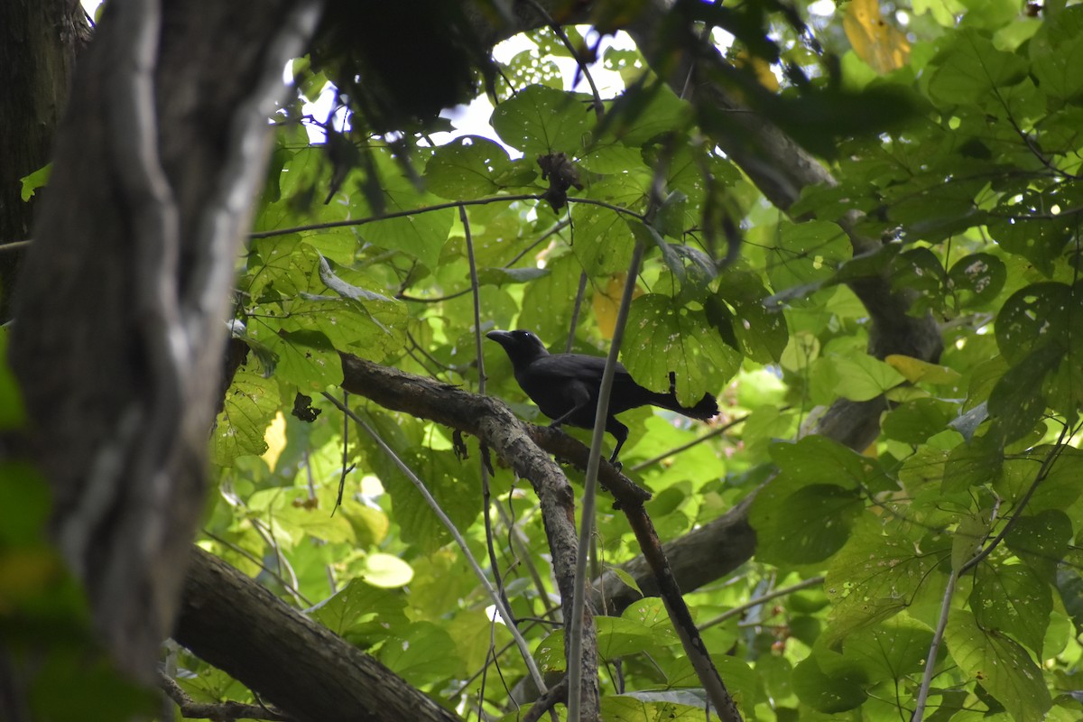 Palawan Crow - ML643051937