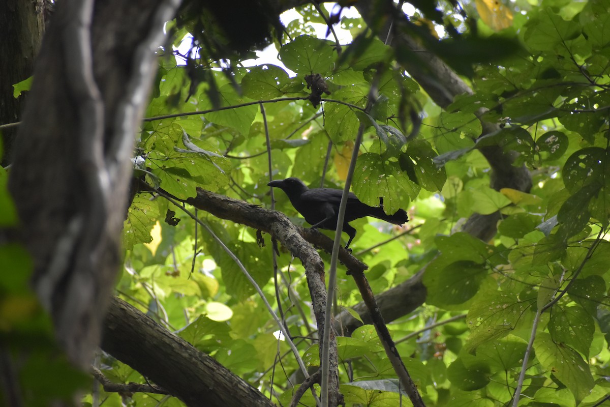 Palawan Crow - ML643051938