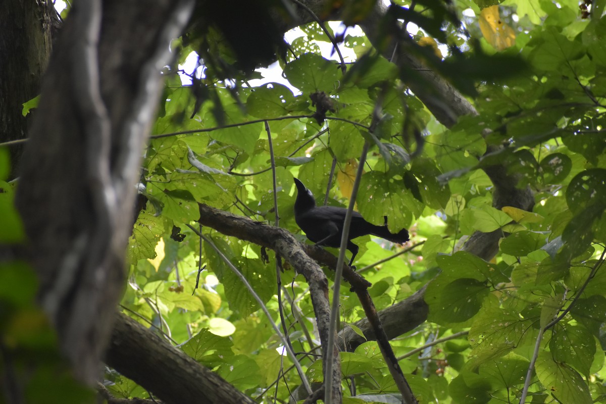 Palawan Crow - ML643051939