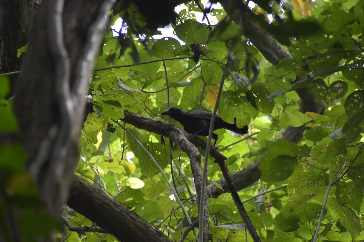 Palawan Crow - ML643051940