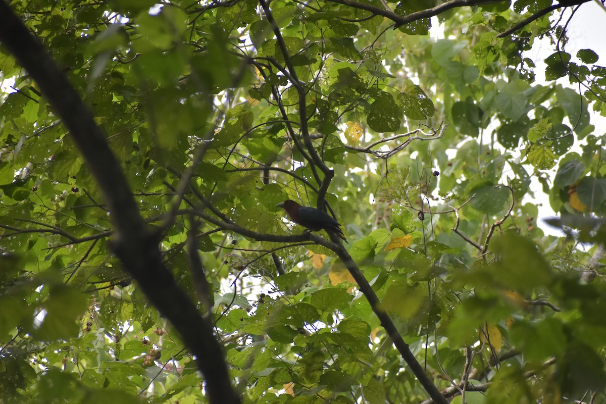 Chestnut-breasted Malkoha - ML643051965