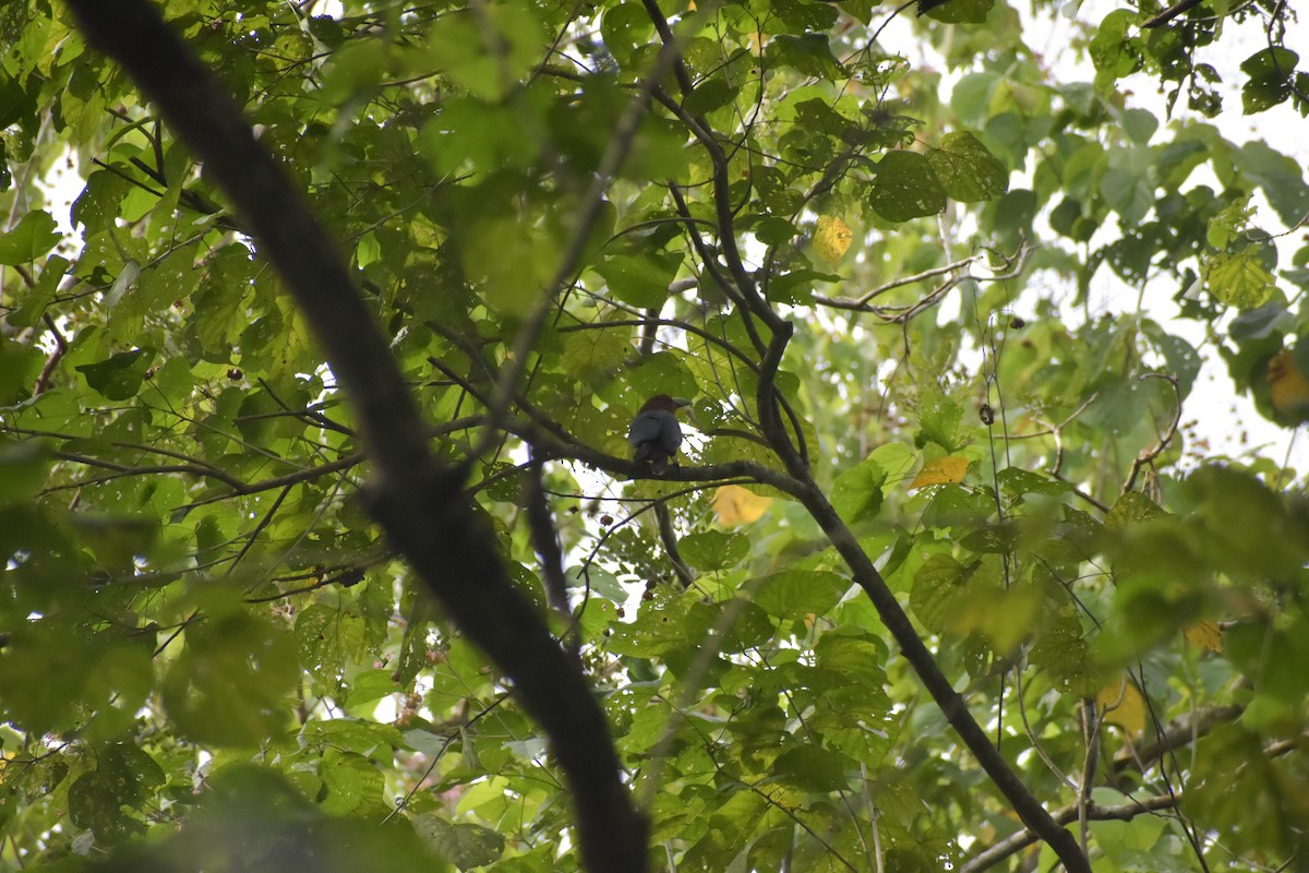 Chestnut-breasted Malkoha - ML643051971