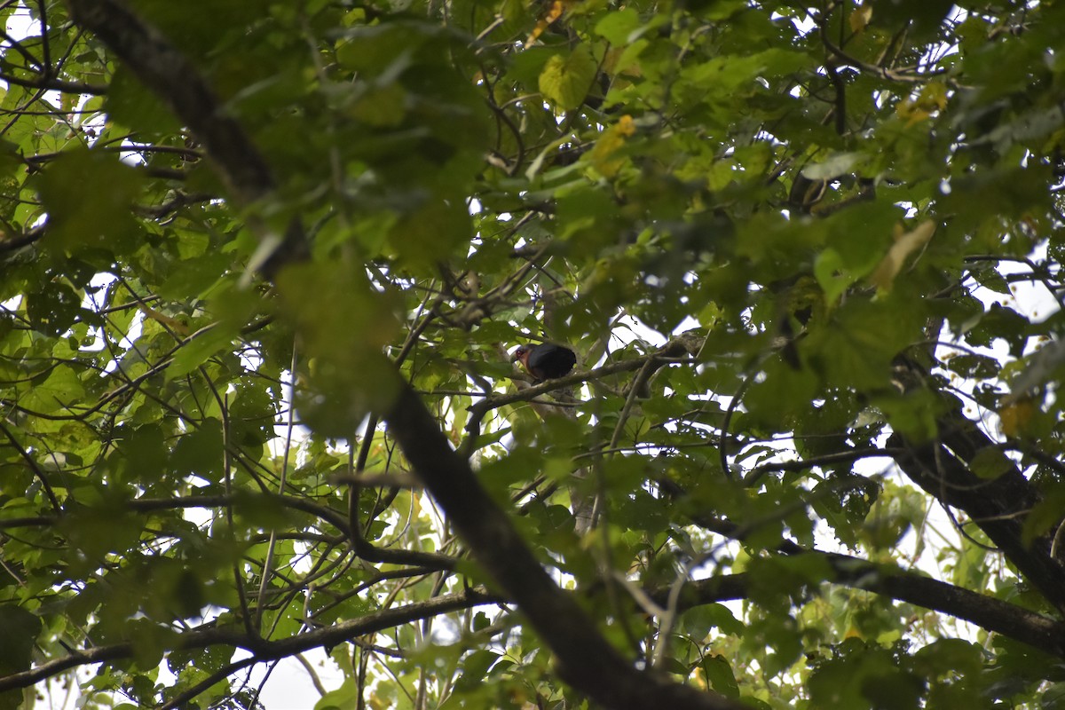 Chestnut-breasted Malkoha - ML643051972