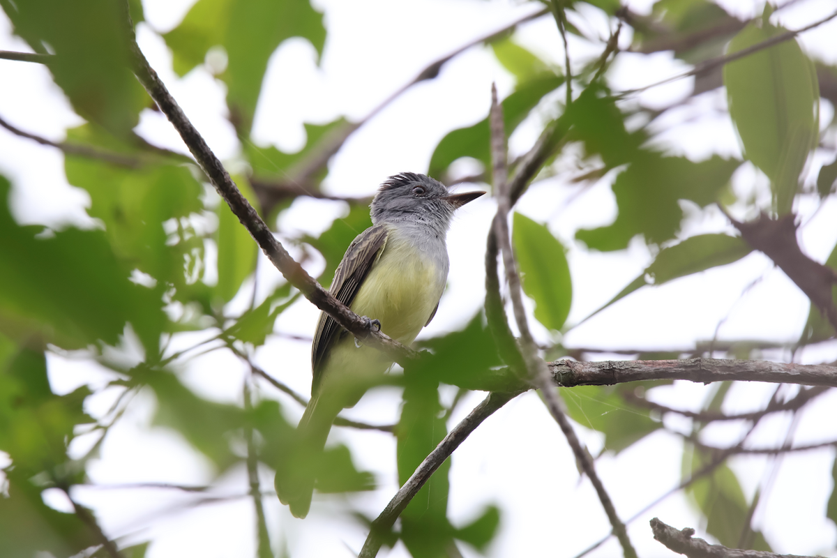 Sooty-crowned Flycatcher - ML643051977