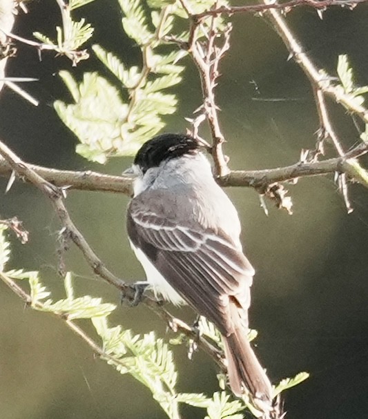 White-naped Xenopsaris - ML643051979