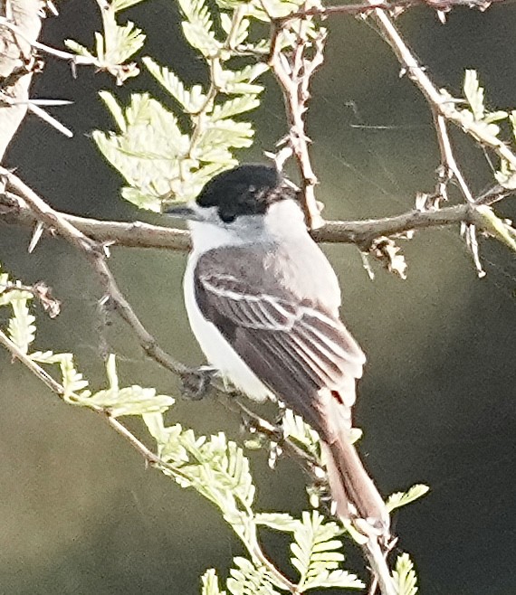 White-naped Xenopsaris - ML643051980
