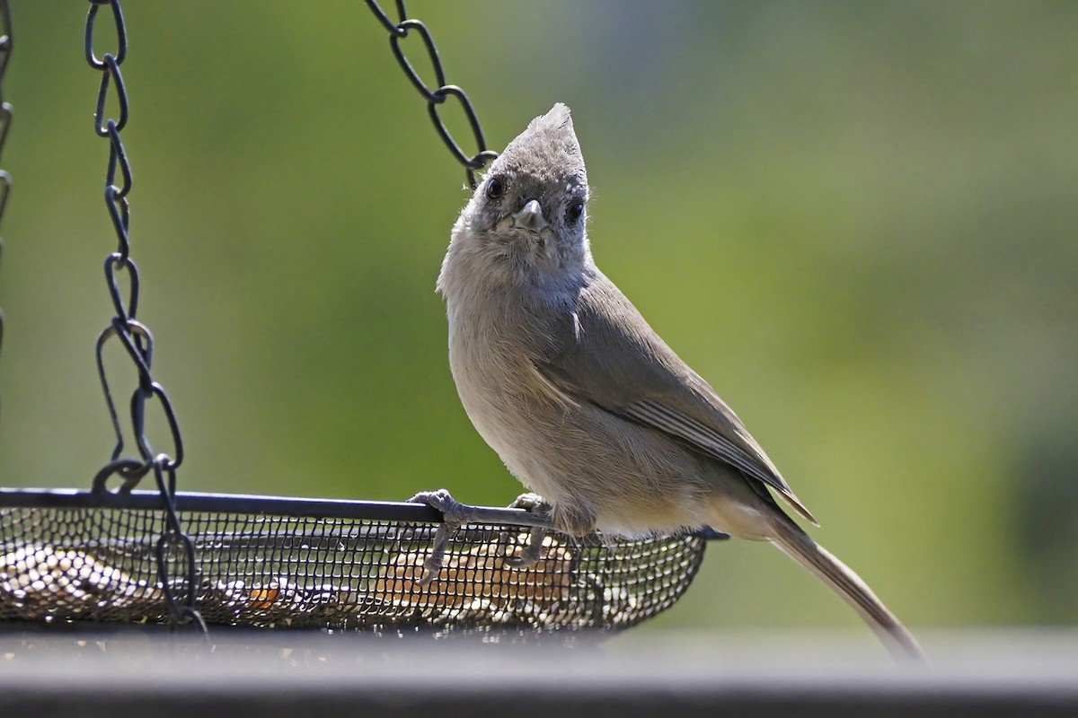 Oak Titmouse - ML643052007